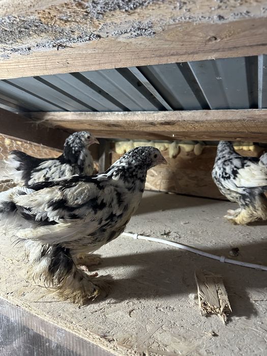 Disponibili 3 pui brahma bobat