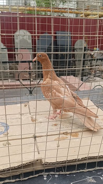 Голуби голоногие