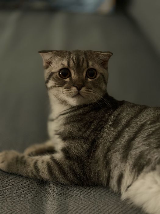 Отдам кота в добрые руки
