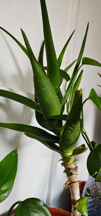 Aloe Vera -3 plante mature