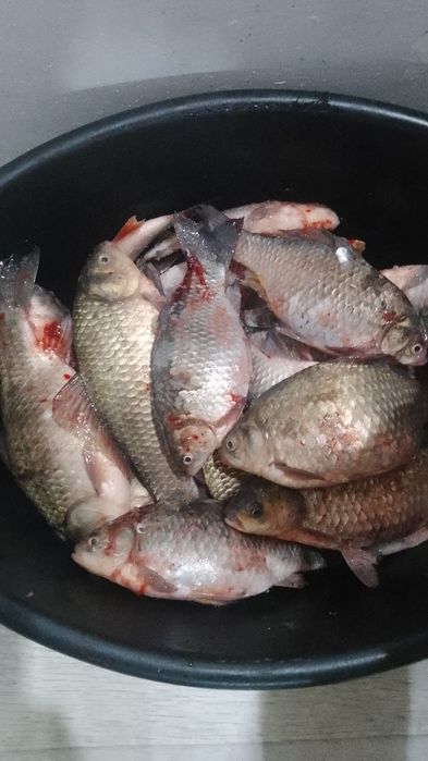 Продам карась окунь узунколь