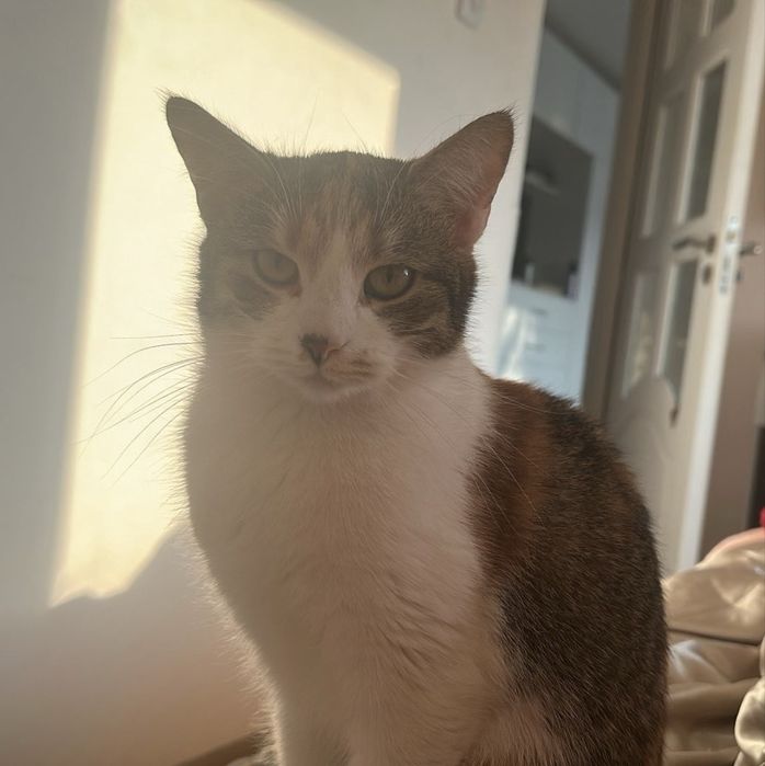 Pisicuta spre adoptie!