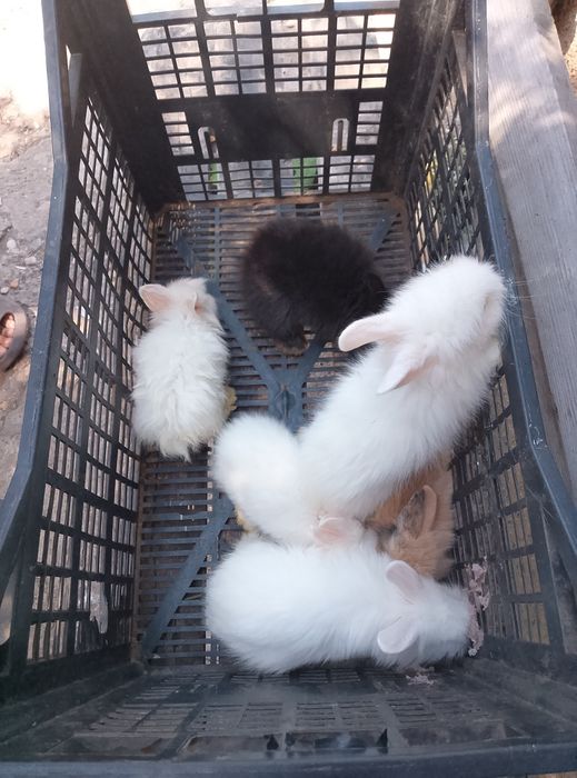 Iepurași disponibili în oraș Giurgiu