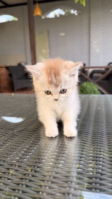 Котята от британской и шотландской вислоухой