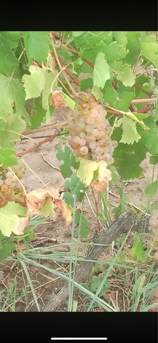 Vând struguri de vin din propria gospodărie