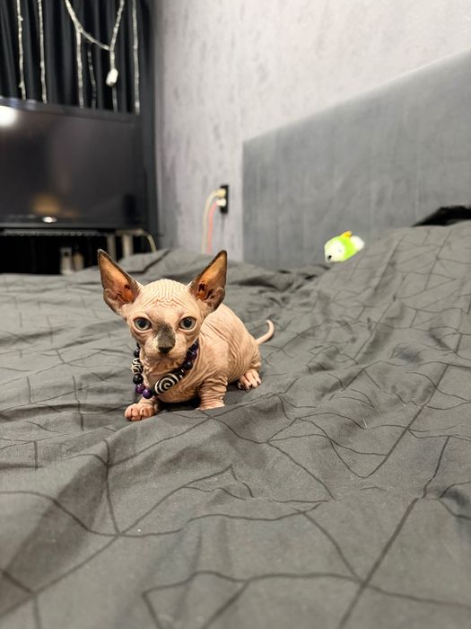 Шикарные сфинксы бамбино и эльф