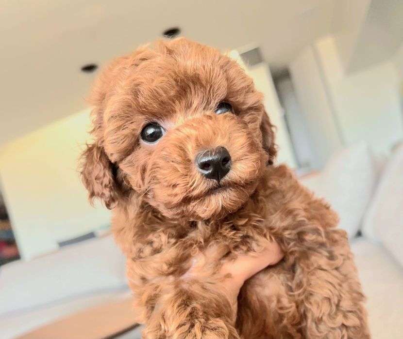 Caniche pudel baietel