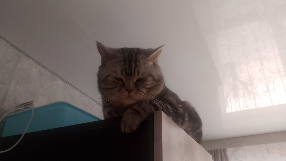 Вязка кот британский 8000