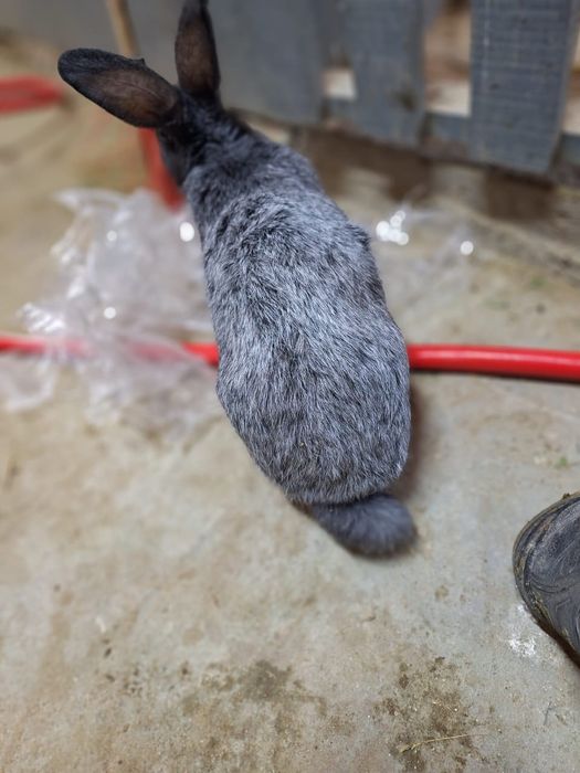 2- Бургунский  2-Полтавский