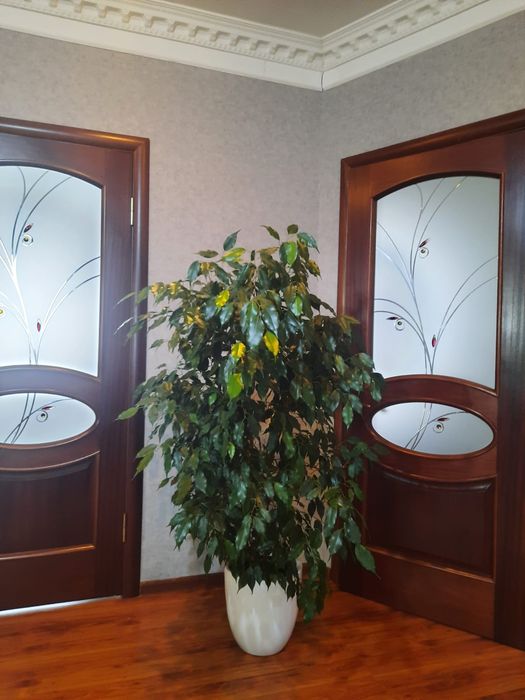 Цветы фикусы продам