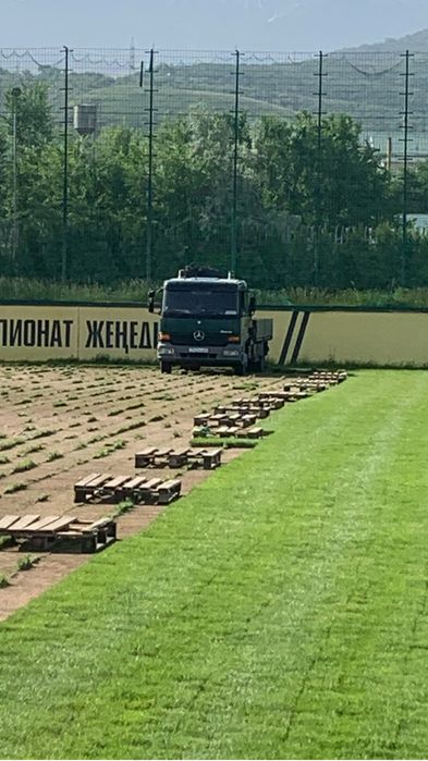 Газон зеленый двор