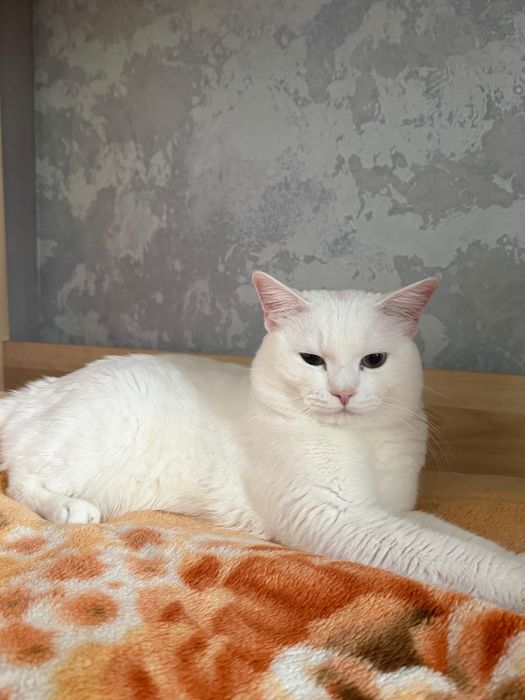 Отдам кота (британец)