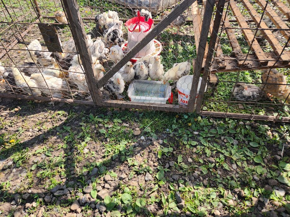 Pui BRAHMA dar si alte rase mai multe mărimi disponibile