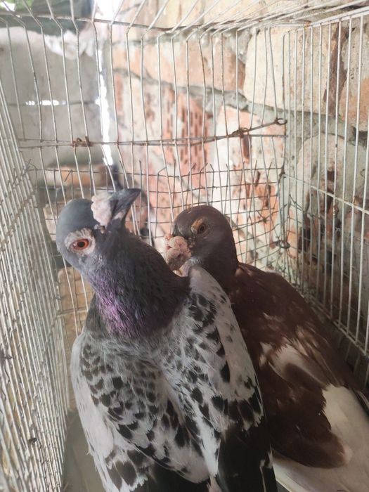 Disponibili porumbei