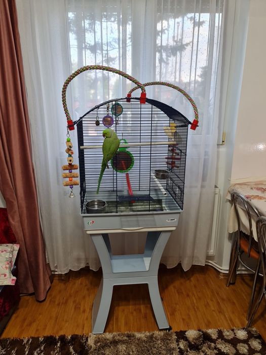 Vand papagal Micul Alexandru