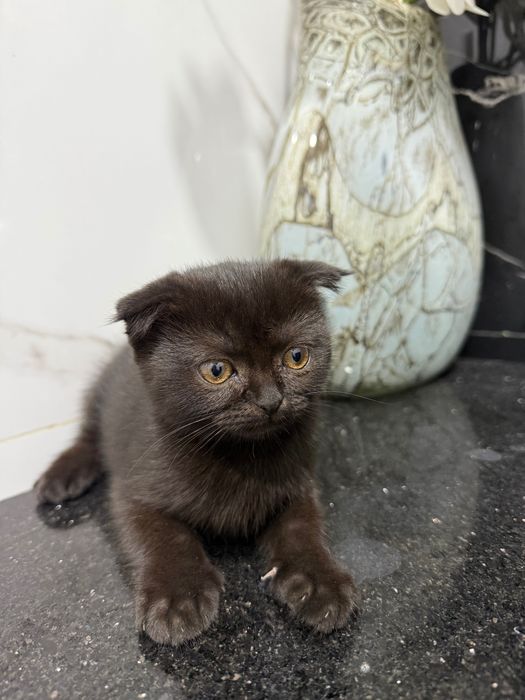Вислоухий котенок