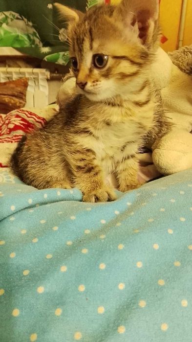 Отдадим котят в хорошие руки