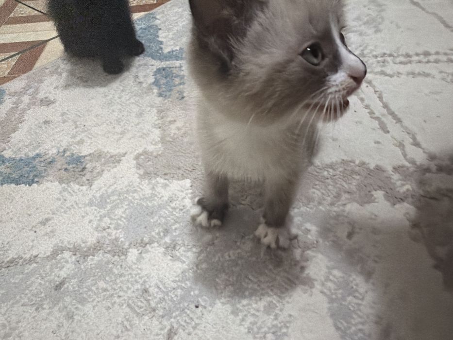 Котенок қара және сиамский