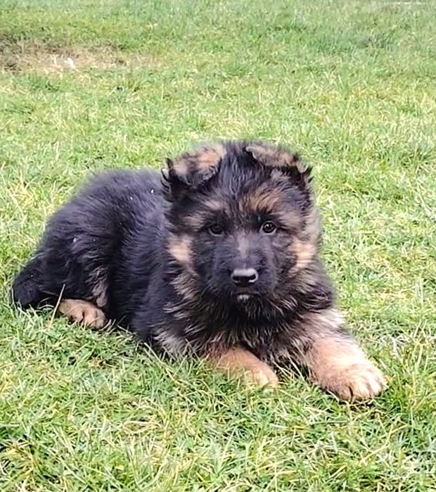 Pui Ciobanesc german