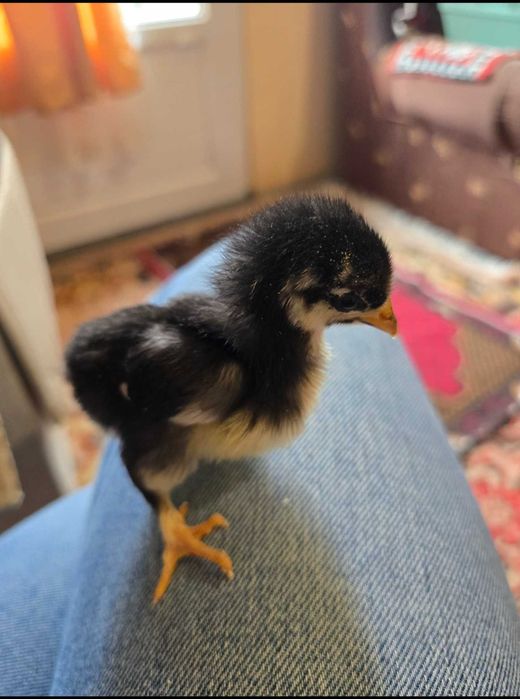 Pui de găină de casă și pui de găină liliputi