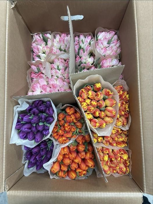 Самые крупные тюльпаны в Казахстане бутон до 10 см