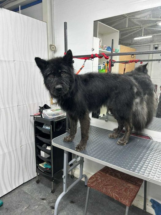 Классный пёс ищет дом