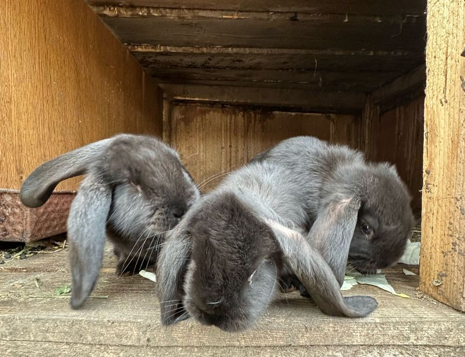 Vând iepuri berbec german