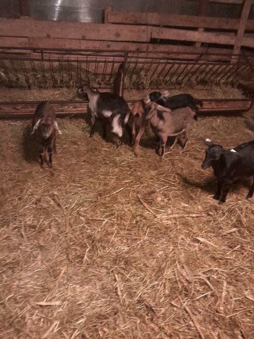 10 iede alpina +anglonubian