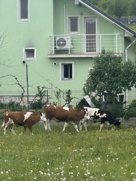 Vand 3 vițele !