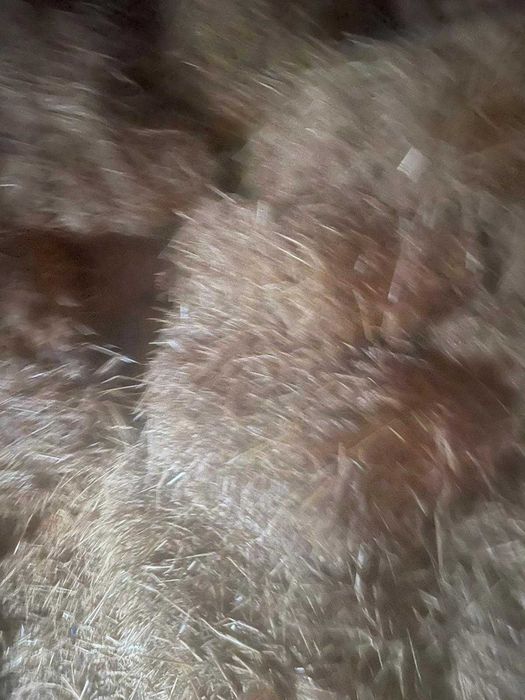 Vand baloti de paie si fan