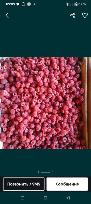 Продам малину сладкая