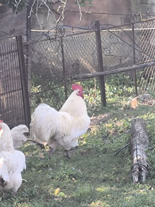 Cocosi australorp