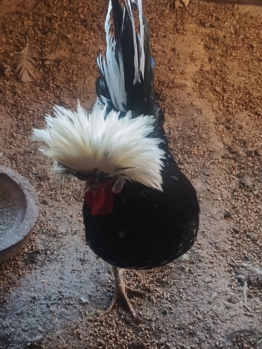 Oua motata olandeza!