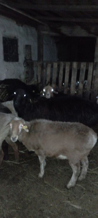 Қошқар сатылады ірі