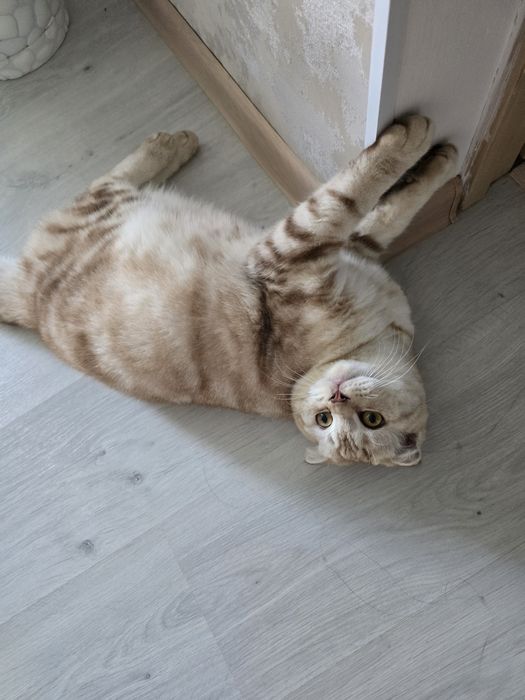 Кот скоттиш фолд