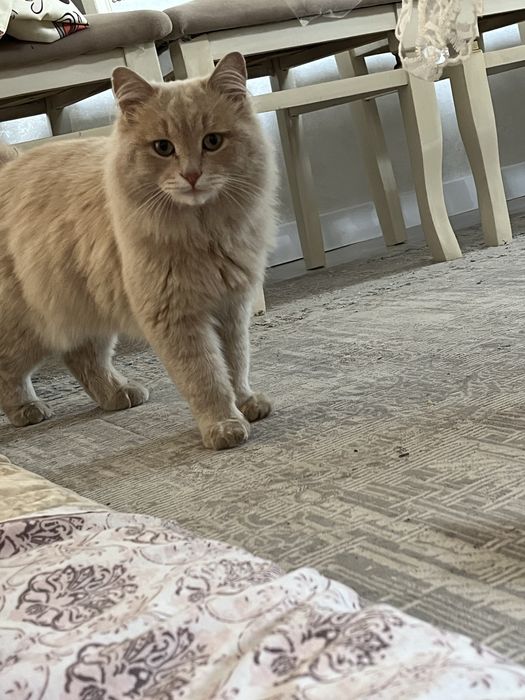 Мысыққа жақсы қарайтын адамға беріледі.