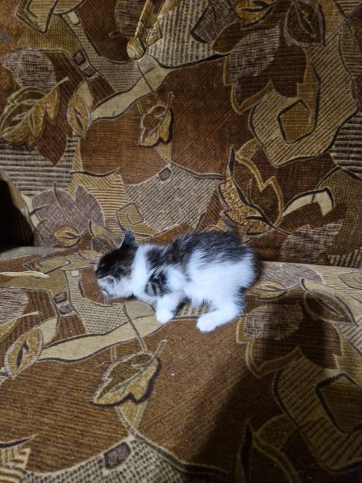 Продаю котят мейнкунов