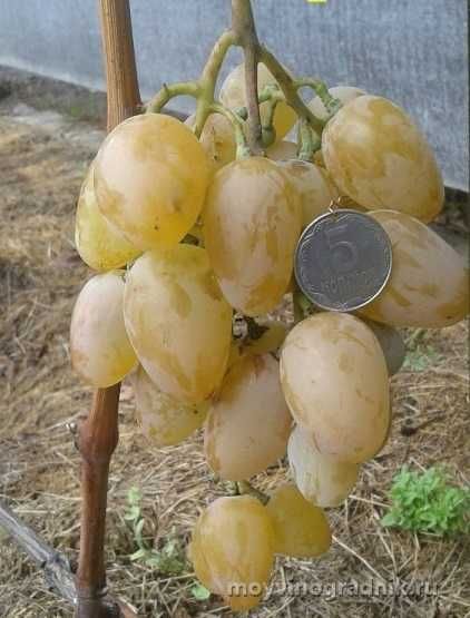 Саженцы плодовых с питомника