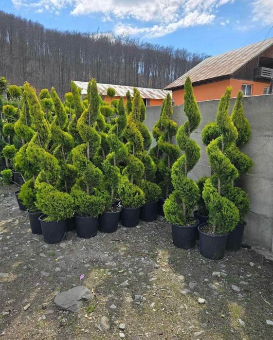 Plante ornamentale naturale