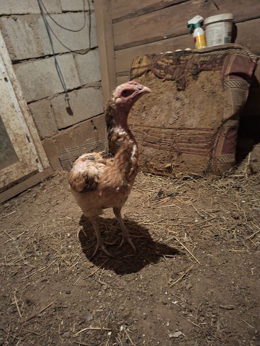 Продам даканок привозных кровей