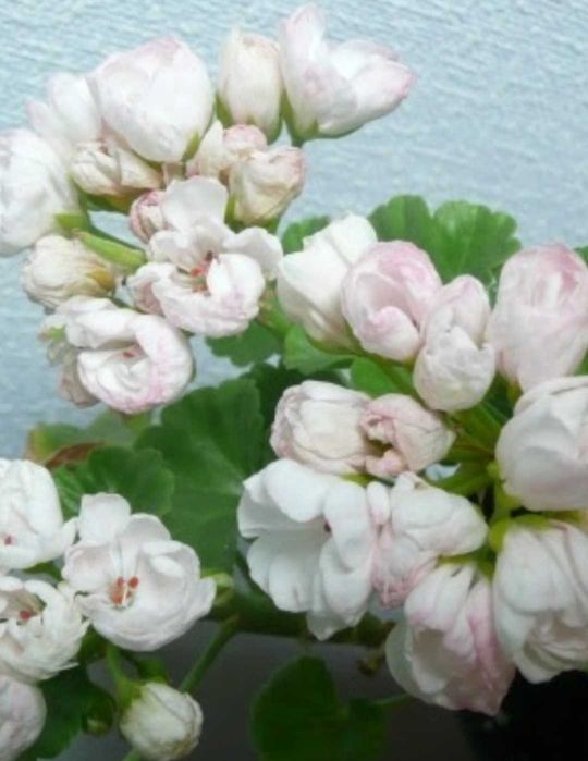 Комнатные расписания