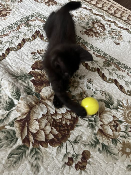 Котенок(мальчик) ищет дом