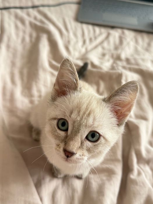 котенок домашний