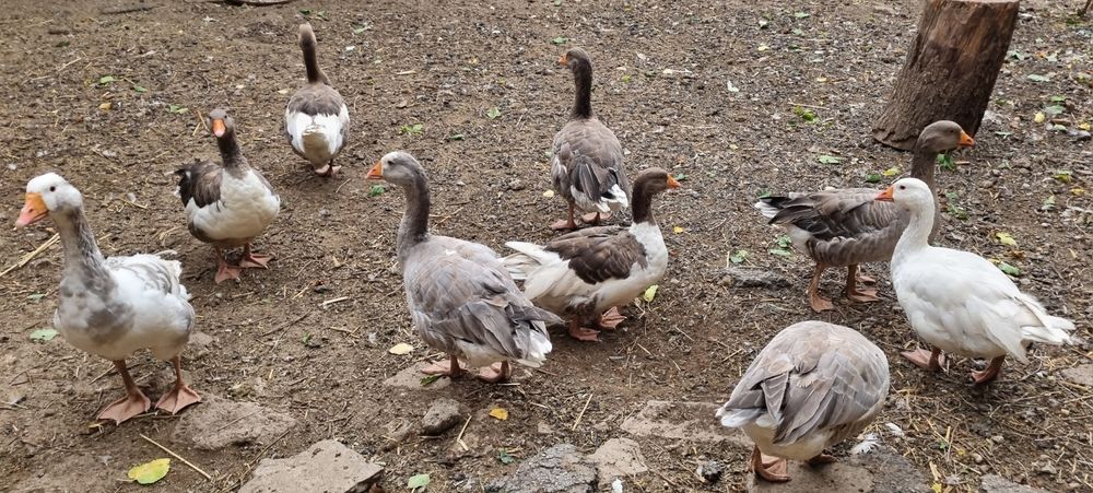 Gâște de un an – sănătoase, crescute natural