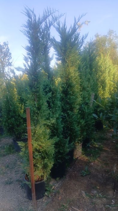 Leylandii 2m 3m gard viu