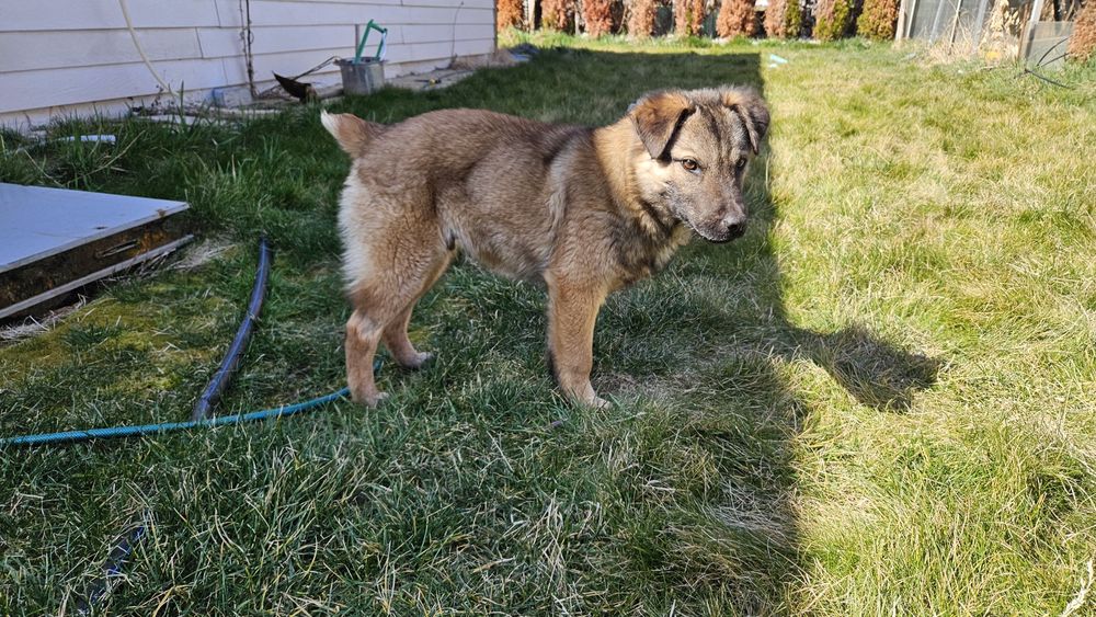 Това прекрасно момче търси дом