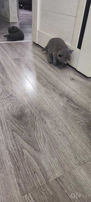 Котята мальчишки Scottish fold & Straight