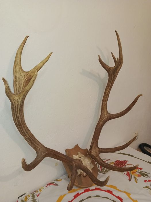 Трофей  благороден елен