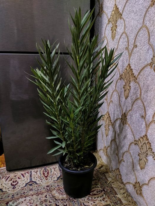 Комнатные растения, доставка