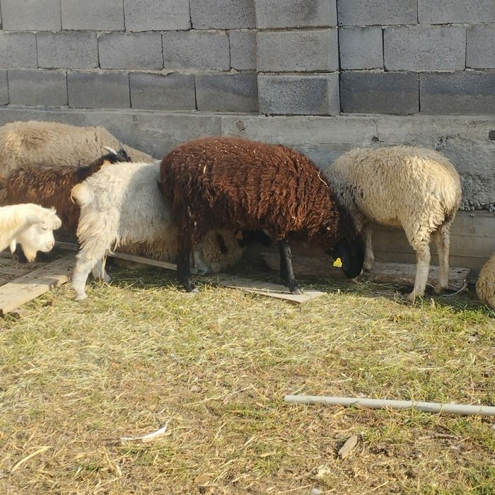 бараны козлы  овцы кой ешки